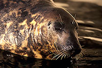 Phoque gris - Grey Seal - 16843