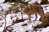 Loup d'Europe - European Wolf - 16704