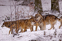 Loup d'Europe - European Wolf - 16720