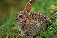 Lapin de garenne - Rabbit - 16591
