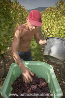 Vendange en Alsace (Grapes Harvest), Alsace, France - FR-ALS-0594
