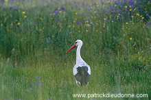White Stork (Ciconia ciconia) - Cigogne blanche - 20398
