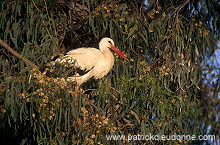 White Stork (Ciconia ciconia) - Cigogne blanche - 20399
