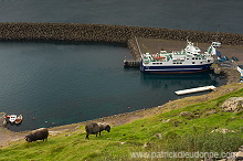 Ferry, Gamlaraett, Faroe islands - Ferry, Iles Feroe - FER465
