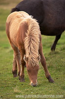 Horses, Sandoy, Faroe islands - Chevaux, Iles Feroe - FER446