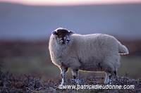 Scottish blackface sheep, Uist, Scotland - Mouton - 18663