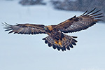 Bulgaria - Eagles 2013 - click