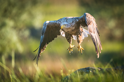 White-tailed Eagle, Danube delta